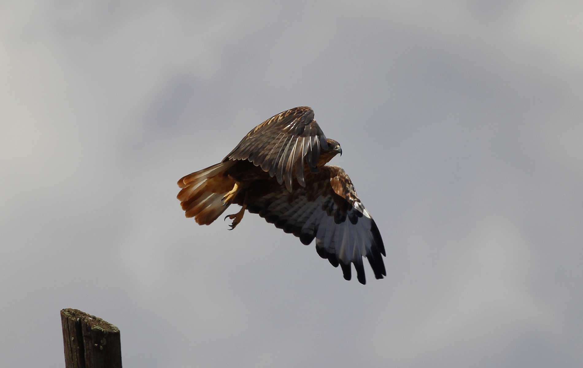 Long-legged Buzzard